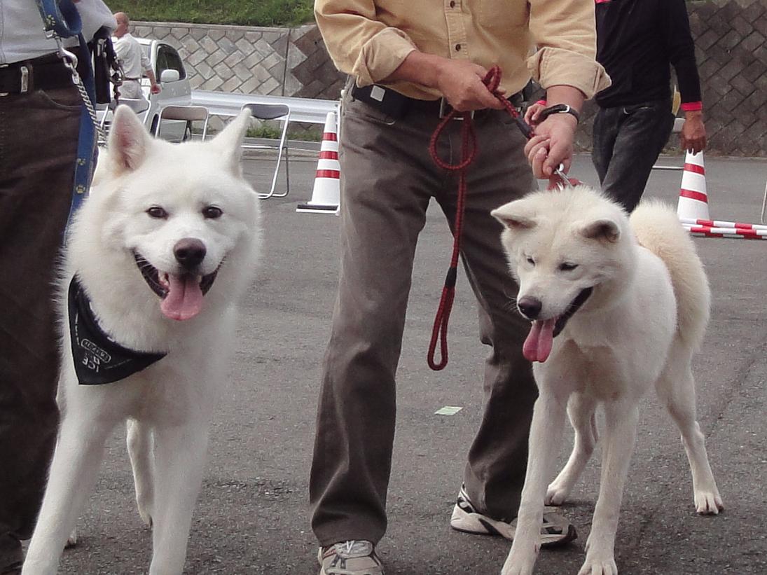 秋田犬の展覧会 出陳_b0124462_2019636.jpg
