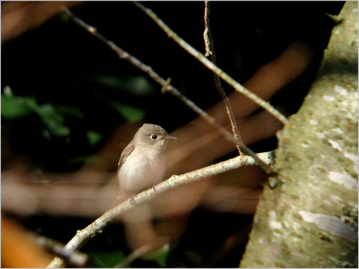 小さな鳥_c0198669_18544620.jpg