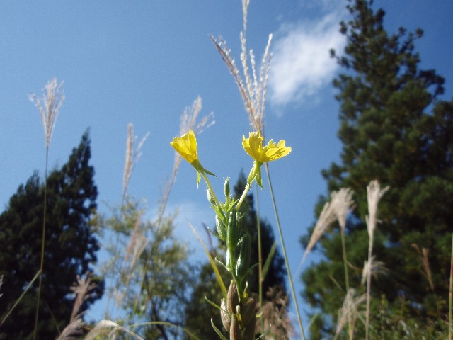 秋の山菜採り_d0162276_23514155.jpg