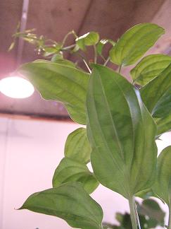 ・green_b0209477_2110313.jpg