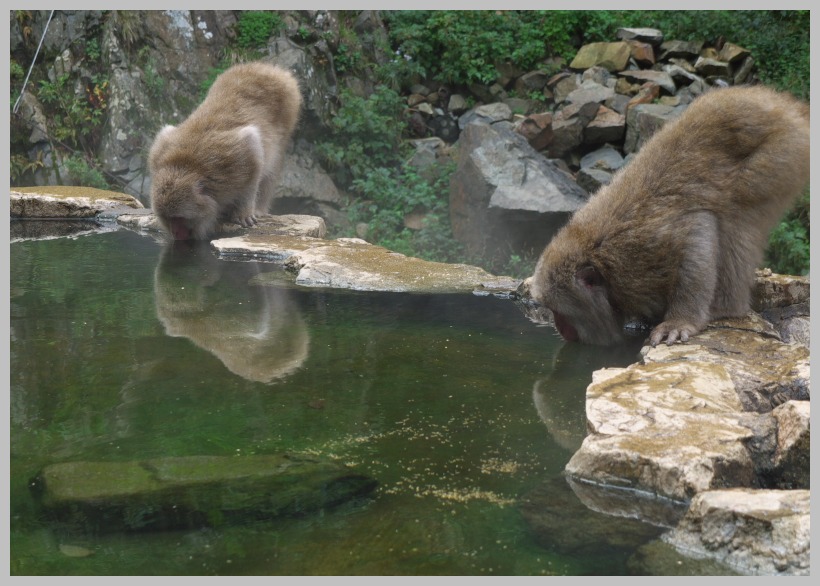 地獄谷・野猿公苑_c0036080_13132999.jpg