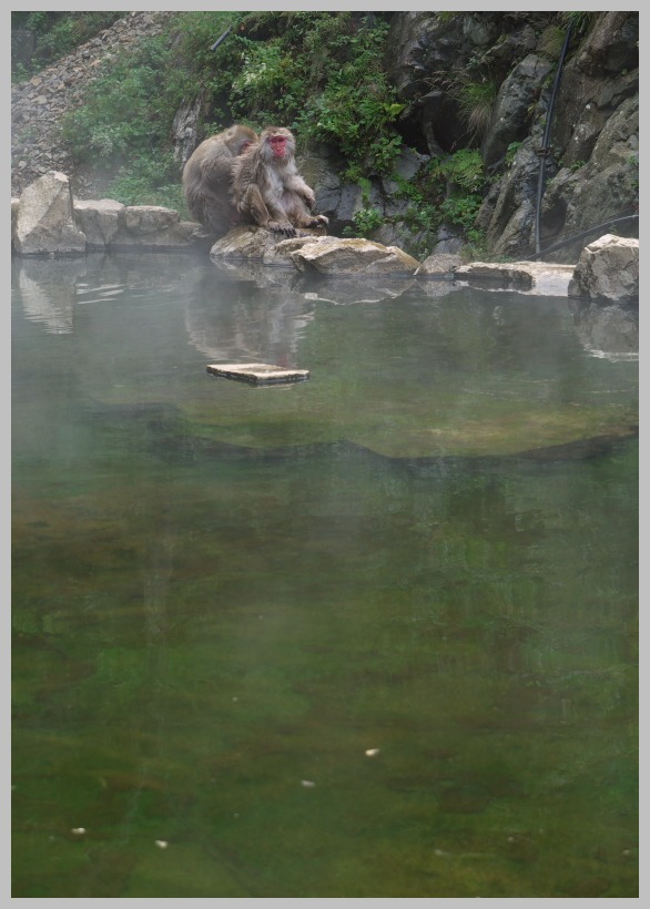 地獄谷・野猿公苑_c0036080_13155717.jpg