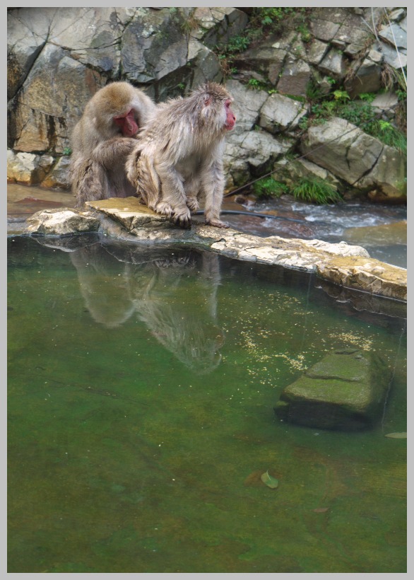 地獄谷・野猿公苑_c0036080_1316399.jpg