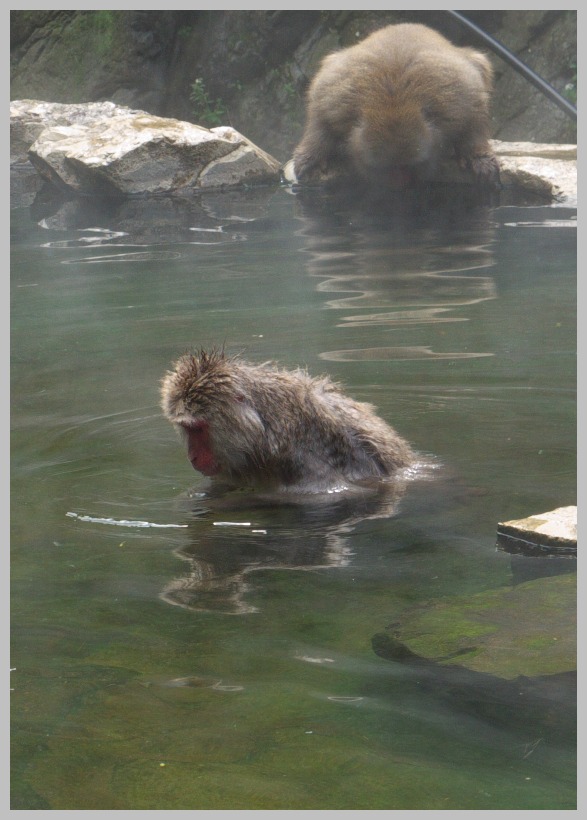 地獄谷・野猿公苑_c0036080_13183176.jpg