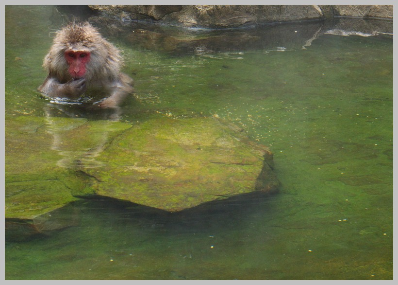 地獄谷・野猿公苑_c0036080_1318855.jpg