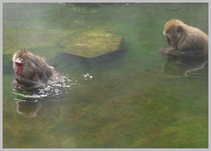 地獄谷・野猿公苑_c0036080_13192458.jpg