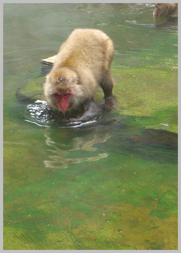 地獄谷・野猿公苑_c0036080_1319579.jpg