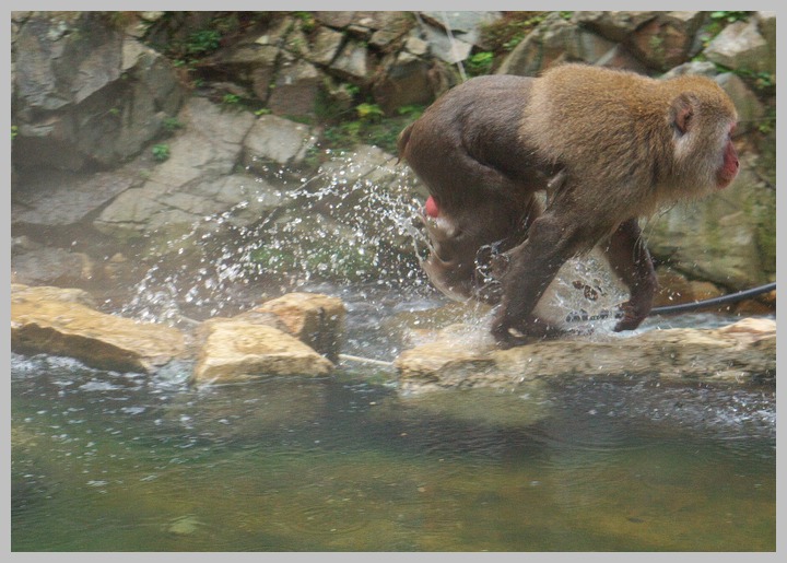 地獄谷・野猿公苑_c0036080_13204697.jpg