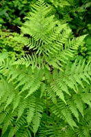 c0057781_05225.jpg