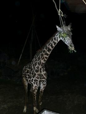 夜の動物園_f0172281_6234344.jpg
