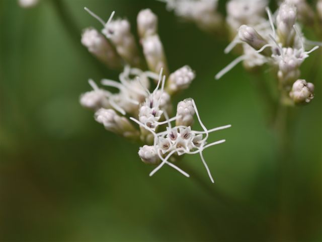 秋の初めの向島百花園　その１　秋の花たち_b0175688_13542171.jpg