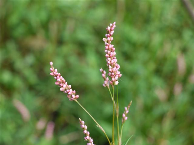 秋の初めの向島百花園　その１　秋の花たち_b0175688_14162175.jpg