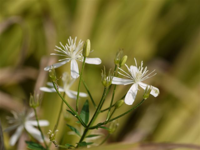 秋の初めの向島百花園　その１　秋の花たち_b0175688_14203644.jpg