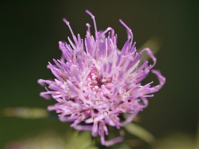 秋の初めの向島百花園　その１　秋の花たち_b0175688_1421755.jpg