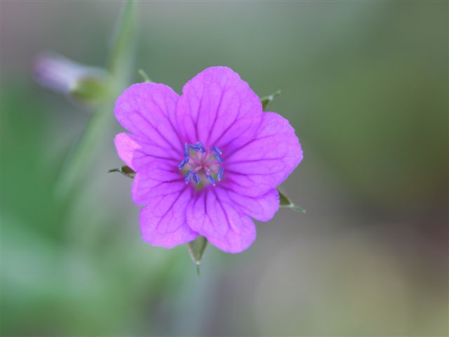 秋の初めの向島百花園　その１　秋の花たち_b0175688_14223654.jpg