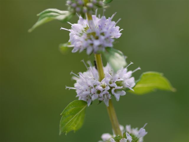 秋の初めの向島百花園　その１　秋の花たち_b0175688_1425541.jpg