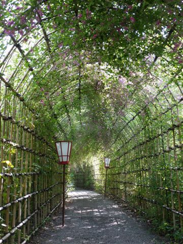 秋の初めの向島百花園　その２　萩のﾄﾝﾈﾙ_b0175688_14361367.jpg