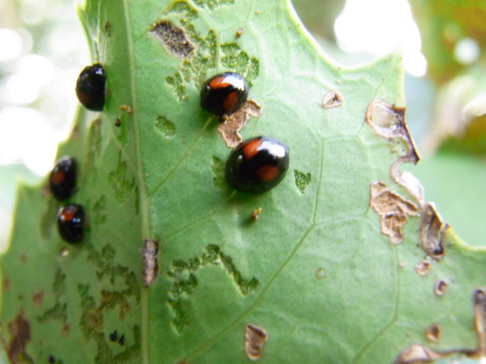 ヘリグロテントウノミハムシ 写ればおっけー コンデジで虫写真 ヘリグロテントウノミハムシ 写ればおっけー コンデジで虫写真