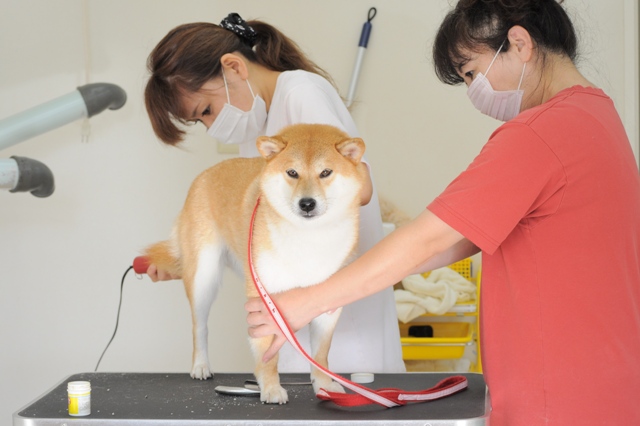 きれいになりました_a0126590_23115551.jpg