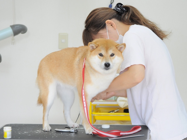 きれいになりました_a0126590_2314810.jpg