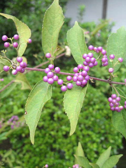 c0087094_17314420.jpg