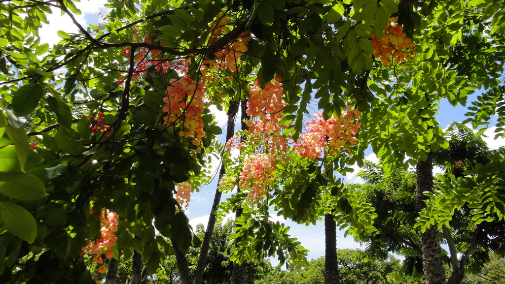 Hawaii　6日目　ワイキキ散策_e0099496_11402242.jpg