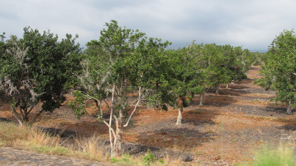 e0099496_95074.jpg