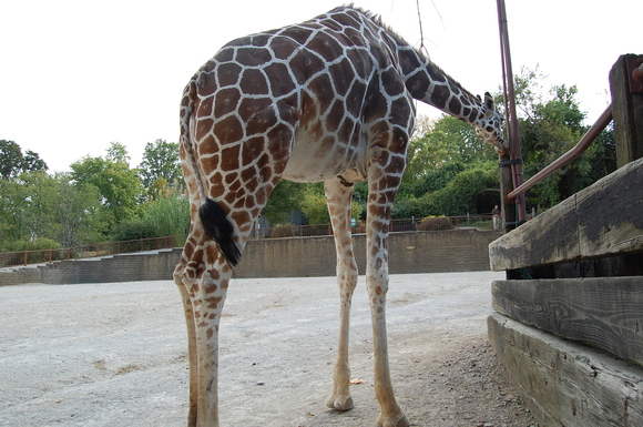 動物園のボランティア_a0151799_391272.jpg