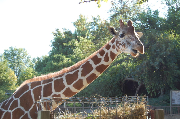 動物園のボランティア_a0151799_413799.jpg