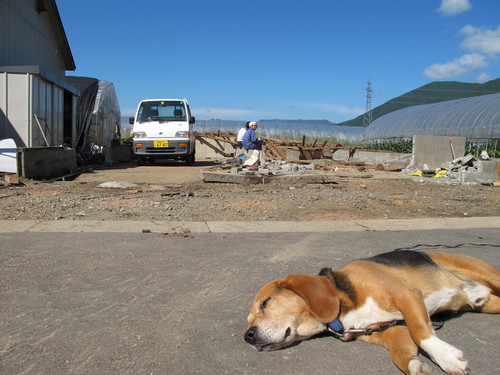 小屋の解体作業_b0152504_21391.jpg