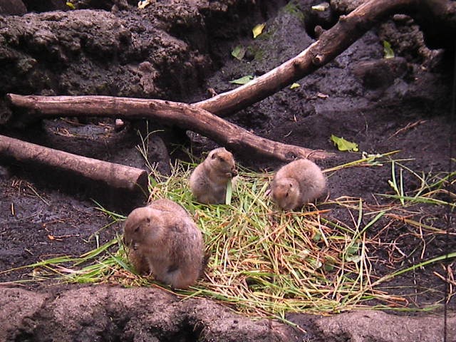 f0038407_8595979.jpg