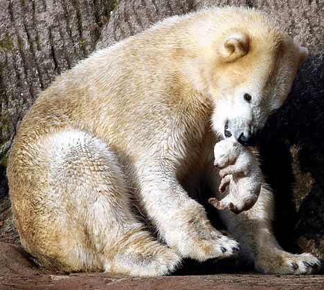 ドイツ・ニュルンベルク動物園の２つの選択(3) ～ ヴェラの狂気_a0151913_1744481.jpg