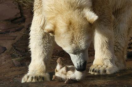 ドイツ・ニュルンベルク動物園の２つの選択(3) ～ ヴェラの狂気_a0151913_1755158.jpg