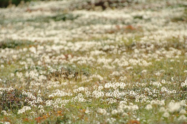 2010夏の終わり、秋の気配の北海道④_c0055515_23255675.jpg