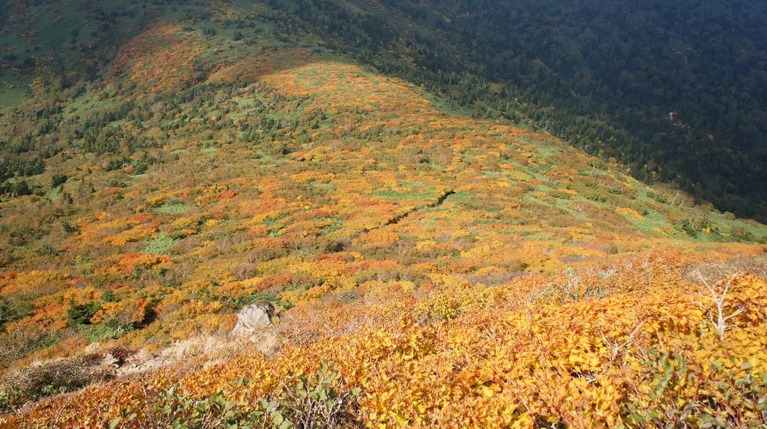 錦絨毯爆撃紅葉 - 岩手県八幡平市_b0207218_19552714.jpg