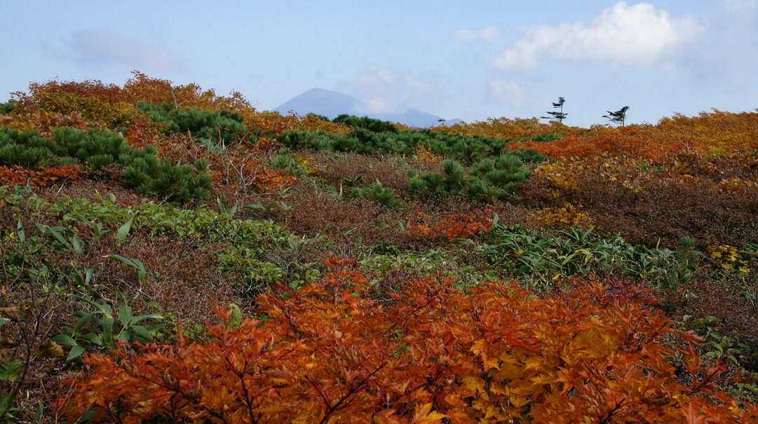 錦絨毯爆撃紅葉 - 岩手県八幡平市_b0207218_19555480.jpg