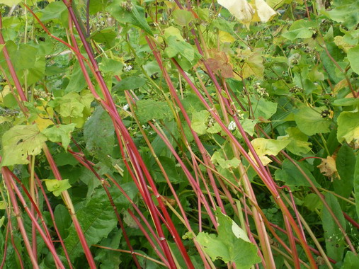 c0124619_219334.jpg