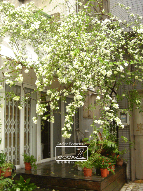 b0160123_12174482.gif