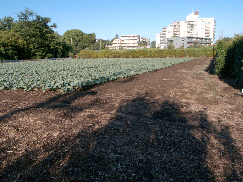 秋天好日　田無耕地4_d0082324_11181414.jpg