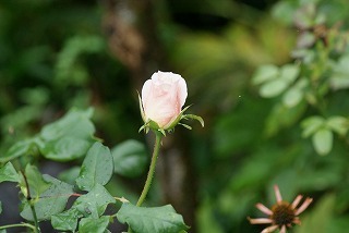 f0170524_1041843.jpg