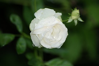 f0170524_10421635.jpg