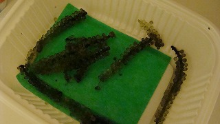 f0170524_10542333.jpg