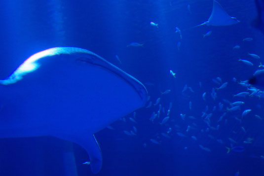 能登島水族館_c0098228_18425839.jpg