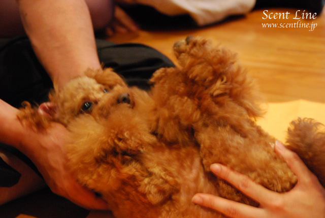 「自分で出来る!愛犬の為の整体教室」vol.2の模様_c0099133_6143176.jpg