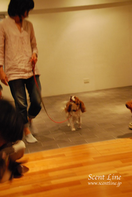 「自分で出来る!愛犬の為の整体教室」vol.2の模様の続き_c0099133_6534764.jpg