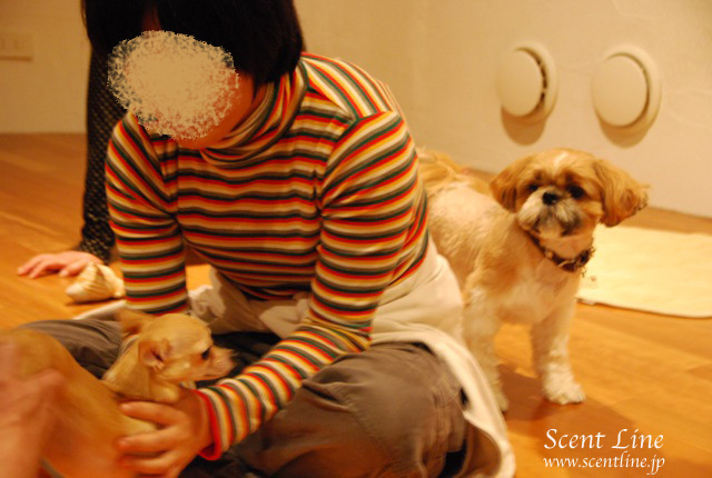 「自分で出来る!愛犬の為の整体教室」vol.2の模様の続き_c0099133_6543556.jpg