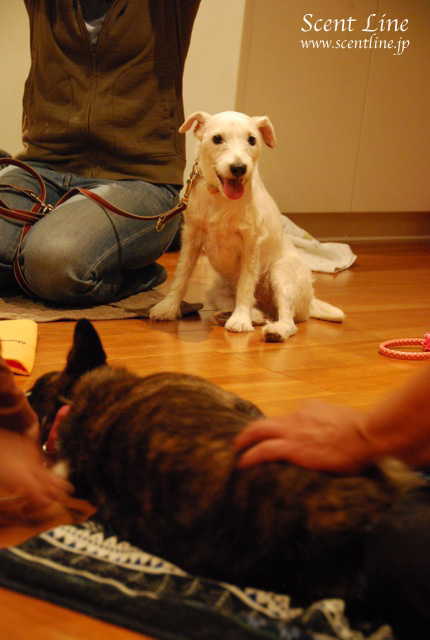 「自分で出来る!愛犬の為の整体教室」vol.2の模様の続き_c0099133_6554025.jpg