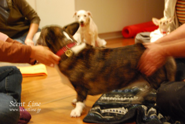 「自分で出来る!愛犬の為の整体教室」vol.2の模様の続き_c0099133_7243239.jpg
