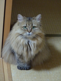 猫のお友だち チャロちゃん 雪ちゃん トラちゃん編。_a0143140_23255410.jpg