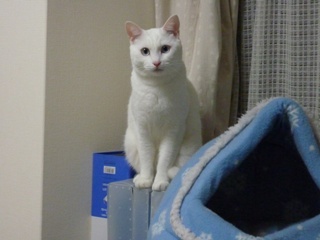 猫のお友だち チャロちゃん 雪ちゃん トラちゃん編。_a0143140_23262358.jpg